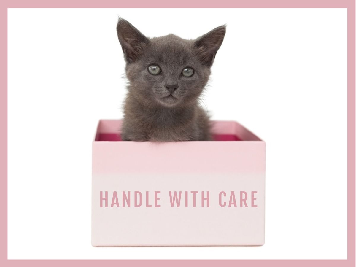 Um gatinho cinza em uma caixa bege com a inscrição &#39;manuseie com cuidado&#39; - Os benefícios de um design de embalagem cuidadoso - Imagem