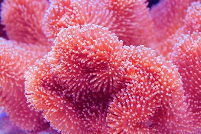 Unterwasserfoto einer lebenden rosa Koralle – Farbe des Jahres 2019 – Bild