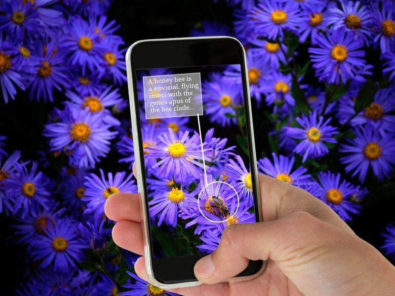 Ein Mann hält ein Telefon in der Hand, das auf eine Biene auf einer Blume gerichtet ist, das Konzept der Augmented Reality – Augmented Reality ist ein vielversprechender Trend für 2019 – Bild