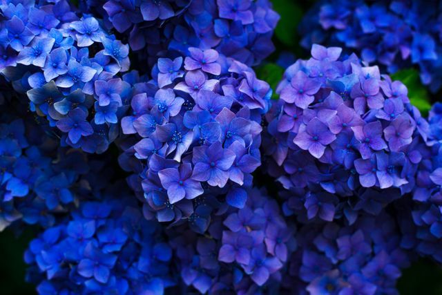Blaue und violette Blumen – Ultraviolette Farbe ist eine äußerst flexible Option für Ihr Design – Bild