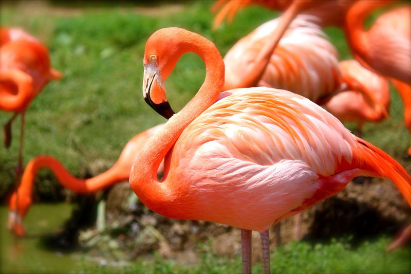 Pink flamingos at a watering place - Flamingo inspired birthday party ideas - Image