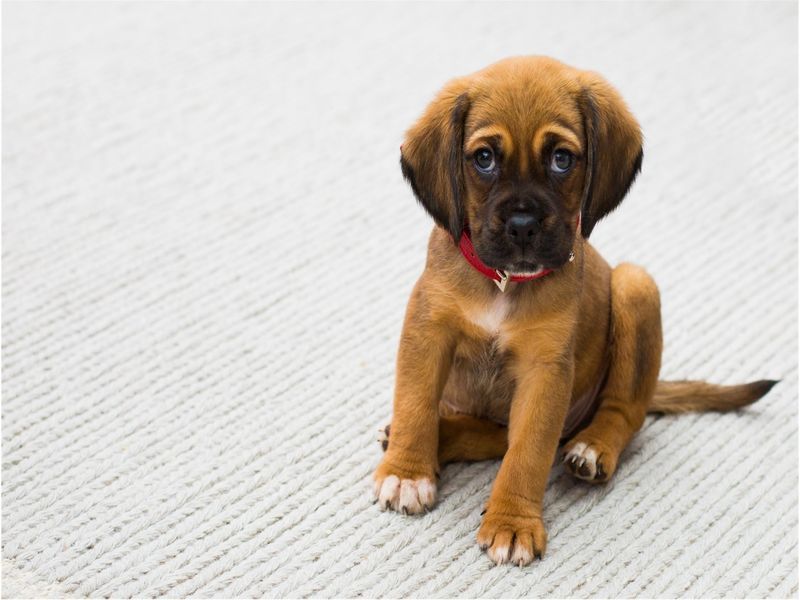 A puppy with a red collar sits and looks at the camera - Animal themed birthday party ideas - Image