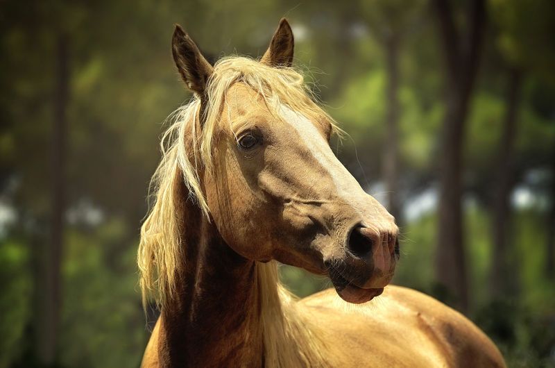Brown horse with a short blonde mane - A horse riding birthday party is a great team bonding activity - Image
