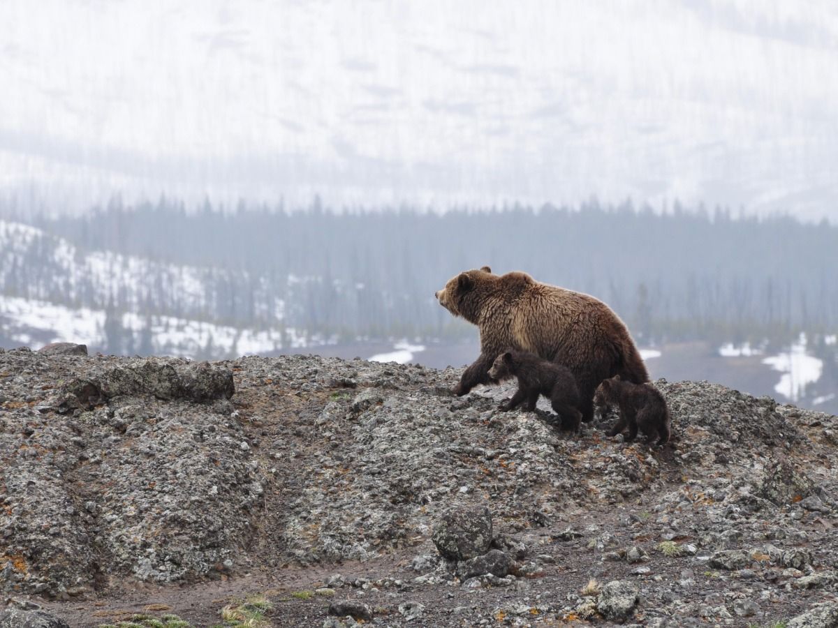 Brown bears mountain landscape - SEO image optimization - Image