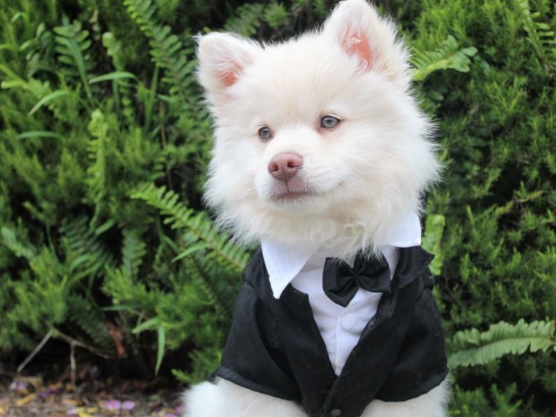Dog in a suit - Be different, think differently - Image