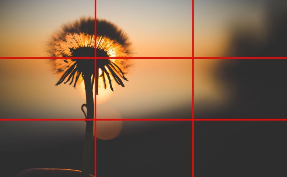 Rule of Thirds flower graph - What is the golden ratio and why do graphic designers use it so often - Image