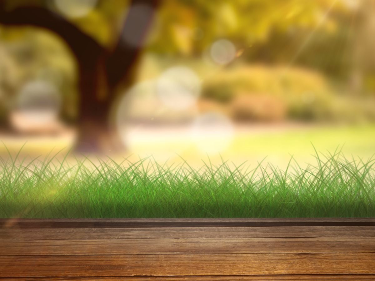 Blurred grass and trees background - The biggest trends in graphic design - Image