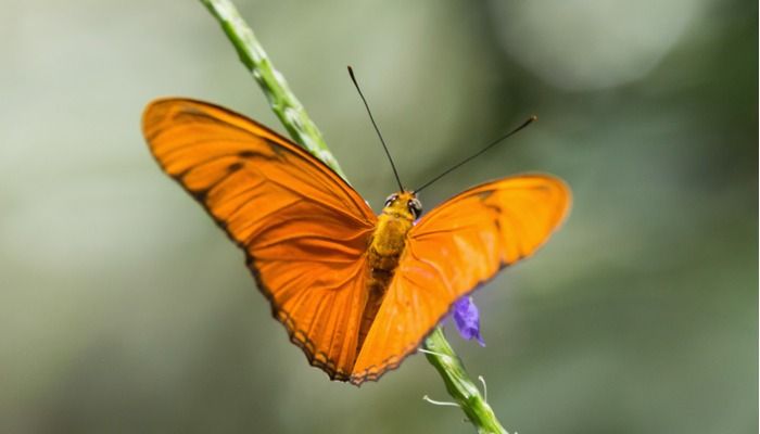 Papillon sur une branche zoom x2 - Comment améliorer une photo en ligne avec Design Wizard - Image