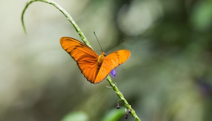 An image of a Dryas iulia butterfly sitting on a plant - Free online photo enhancement with Design Wizard - Image