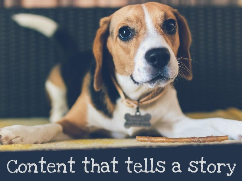 contenu chien - L'importance de la narration visuelle dans la croissance d'une entreprise prospère - Image