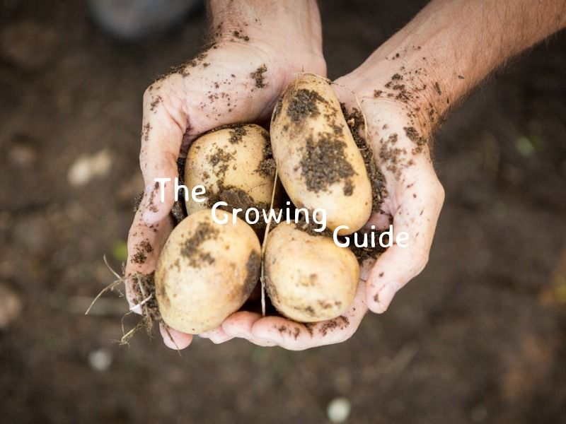 Banner do Youtube para canal agrícola com imagem de 4 batatas nas mãos com o texto &quot;The Growing Guide&quot;
